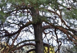 Utgangspunktet for romanserien - Bratsberg gård på Kapittelberget i Skien. Her fra ruinene av gårdskirken til lendmann Gregorius Dagsson. FOTO: Telemarksavisa.